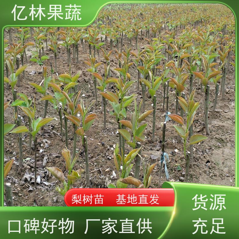 基地供应 冬桃苗 园林绿化果树苗 抗寒能力强 果实饱满味道好