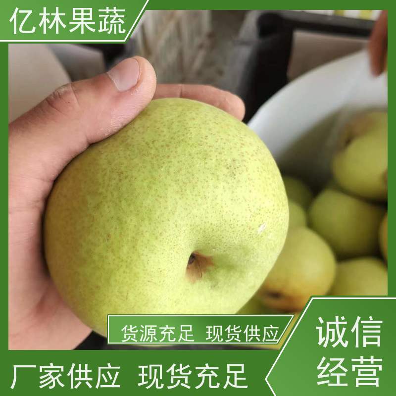 亿林苗木 七月酥梨树苗 基地直发 嫁接技术指导 抗寒能力强