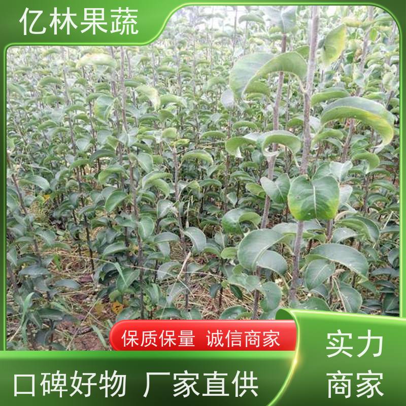 基地供应 冬桃苗 盆栽地栽庭院桃树苗苗 成活率高