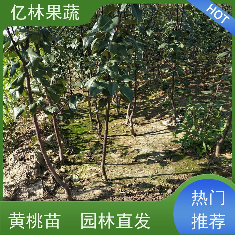 亿林苗木 早酥红梨苗 根系饱满成活率高 新农酥梨 现挖现发