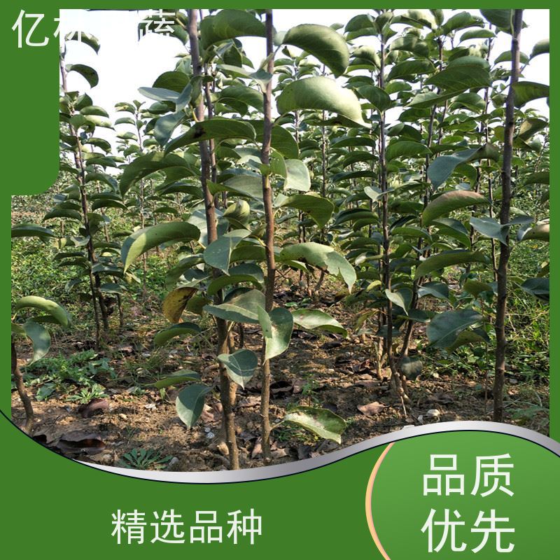 基地供应 根系饱满成活率高 盆栽地栽庭院红香酥梨苗 黄冠梨树苗