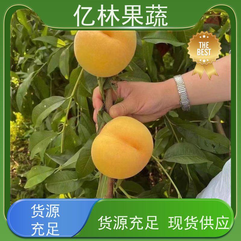 亿林苗木 成活率高 嫁接技术指导 抗寒能力强 早酥红梨苗
