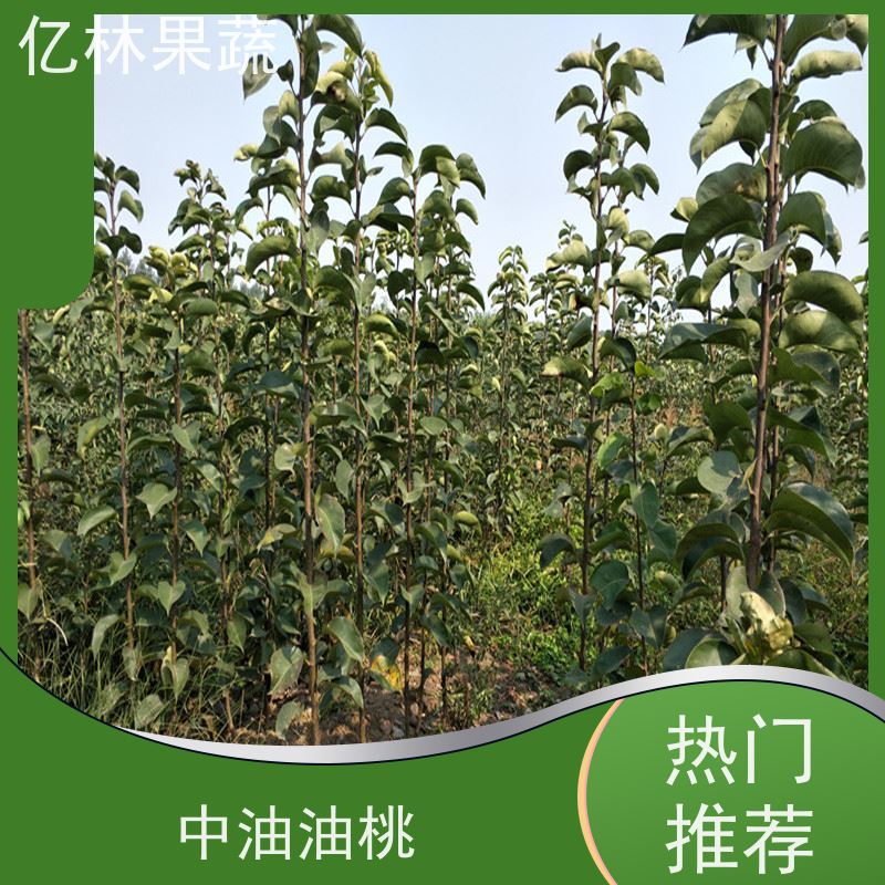 亿林苗木 水晶梨树苗 果实饱满味道好 晚熟品种梨 口感脆甜