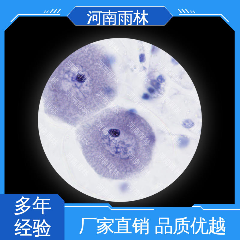 雨林 植物标本 售后无忧 一对一质检 个性化定做