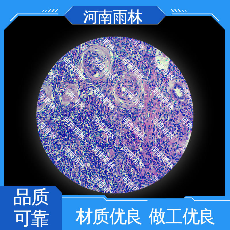 实验标本 售后无忧 品质优良 个性化定做 雨林教育