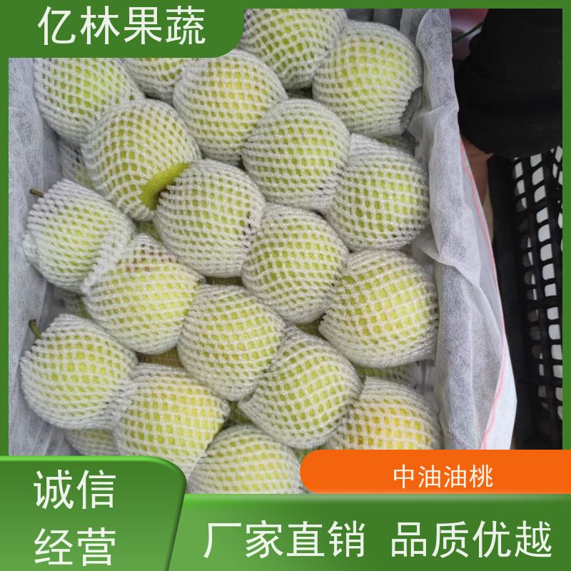 基地培育 秋彤桃 特产果树桃幼苗 根系饱满成活率高
