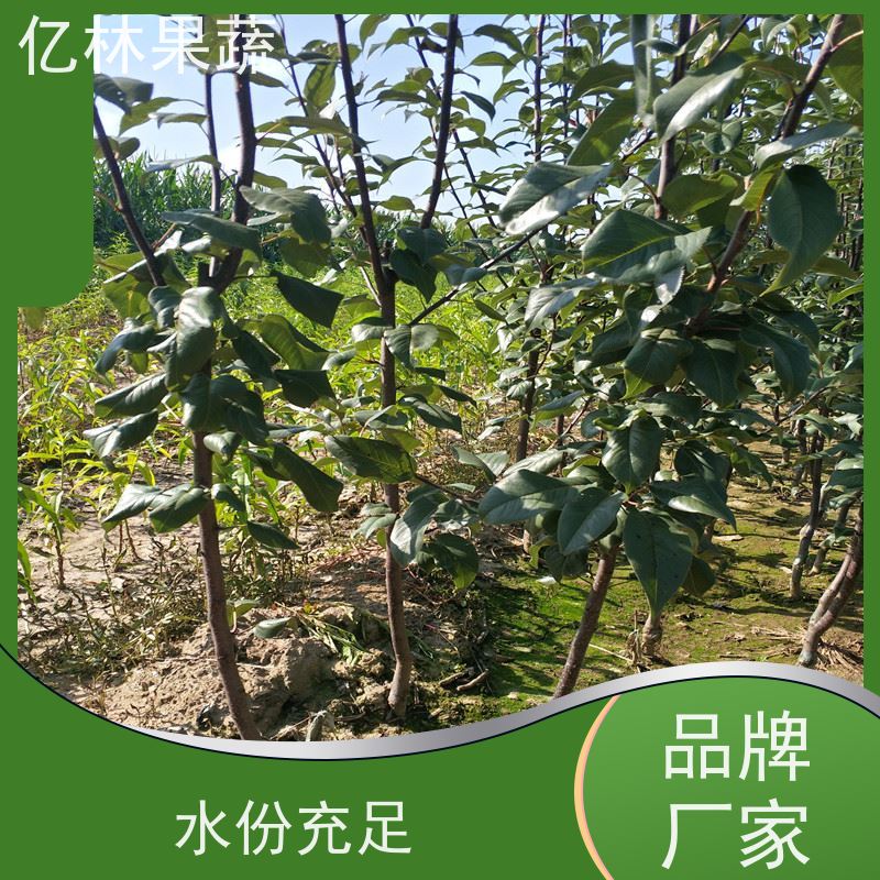 亿林苗木 黄桃苗 园林绿化果树苗 抗寒能力强 果实饱满味道好