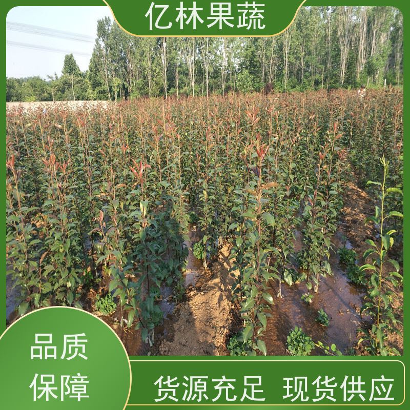 亿林苗木 秋彤桃 现挖现发 口感香甜 易栽培桃树苗