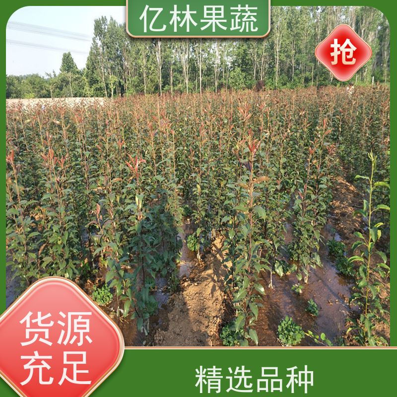 基地供应 黄桃苗 盆栽地栽庭院桃树苗苗 成活率高