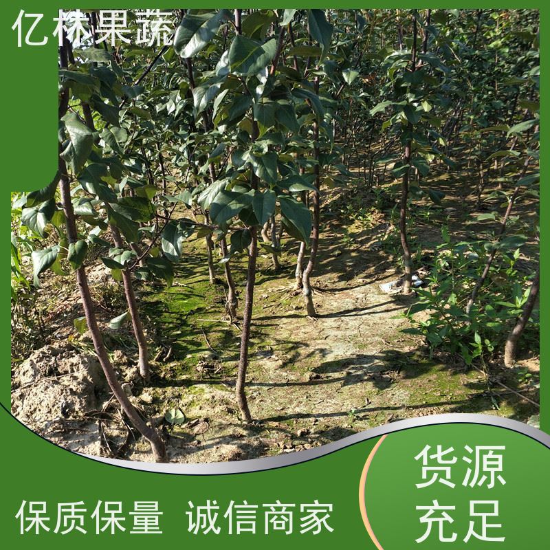 亿林苗木 金二十世纪树苗 基地直发 特产果树梨幼苗