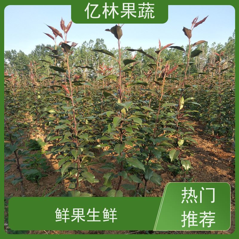 亿林苗木 黄冠梨树苗 根系饱满成活率高 新农酥梨 现挖现发