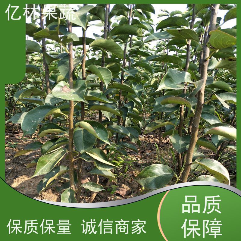 亿林苗木 果实饱满味道好 梨树果苗批发 自家园林 金二十世纪树苗