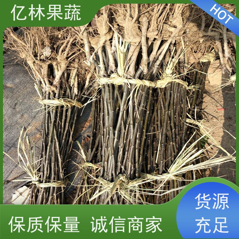 基地培育 黄桃苗 园林绿化果树苗 抗寒能力强 成活率高