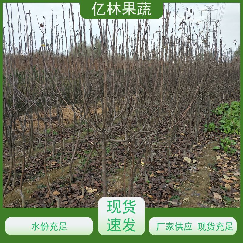 基地培育 秋彤桃 特产果树桃幼苗 果实饱满味道好