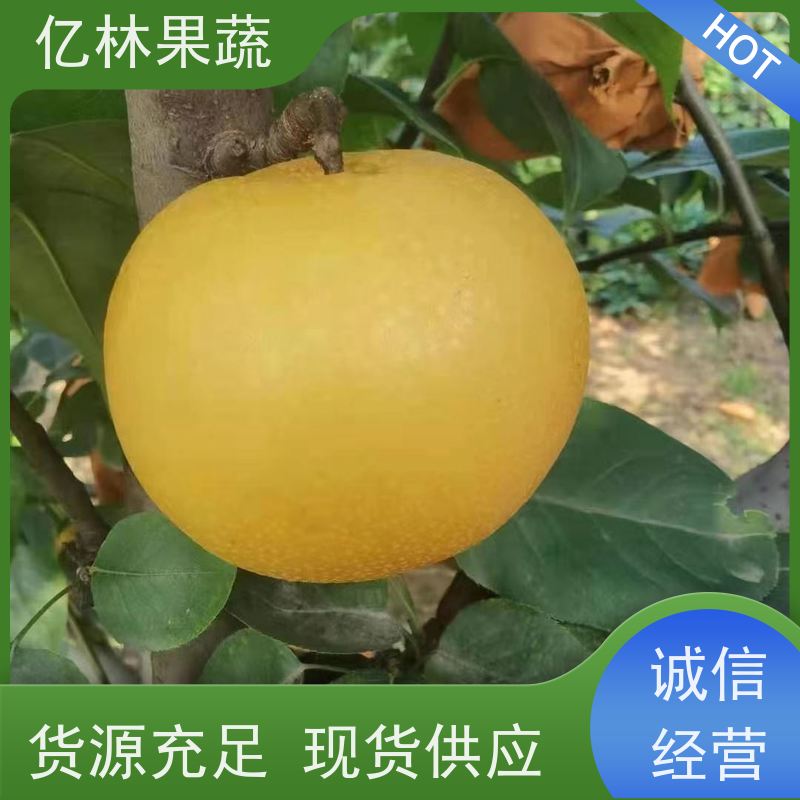 基地供应 红星梨树苗 根系饱满成活率高 嫁接技术指导 抗寒能力强