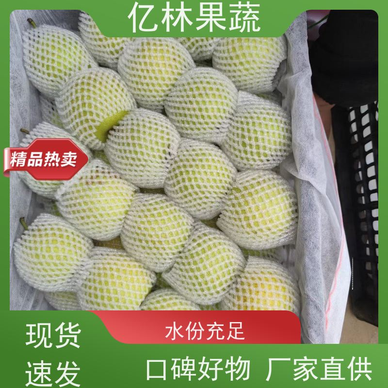 基地培育 金二十世纪树苗 根系饱满成活率高 新农酥梨 现挖现发