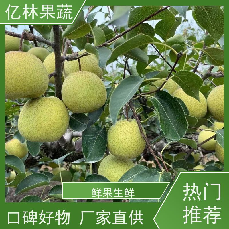 亿林苗木 冬桃苗 现挖现发新鲜 粗两公分 果实饱满味道好