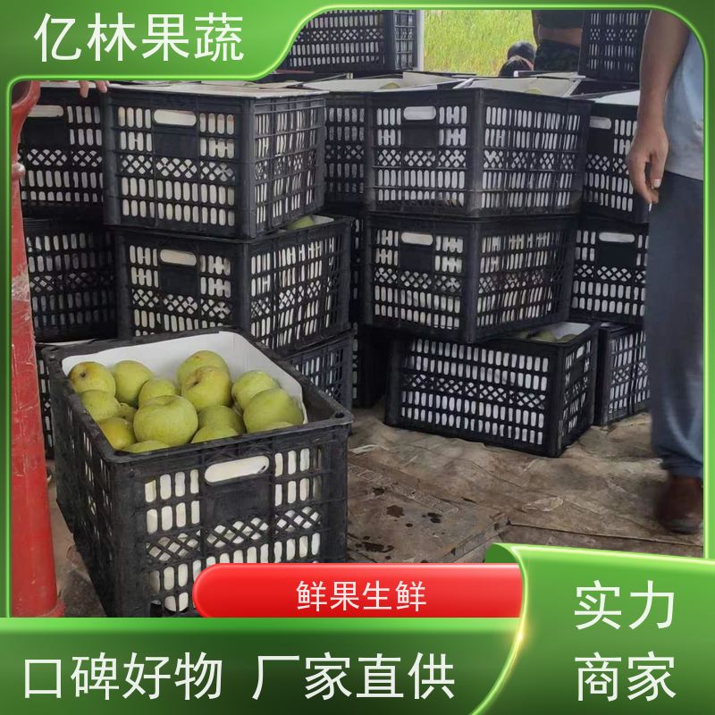 亿林苗木 成活率高 新品种梨苗 香甜可口 玉露香梨树苗