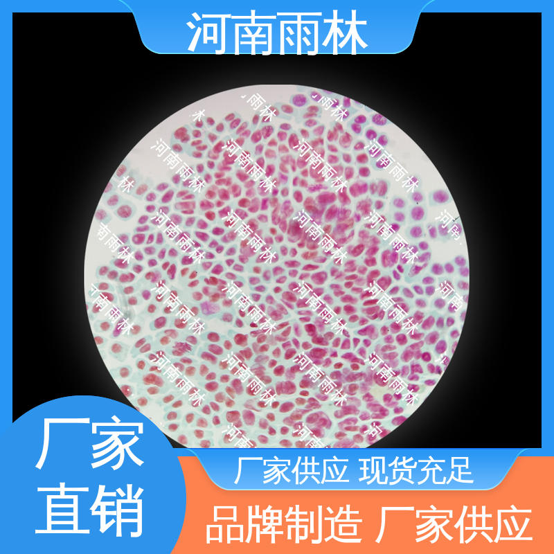 雨林教育 源头工厂 生物切片 可后期加工 质量保障