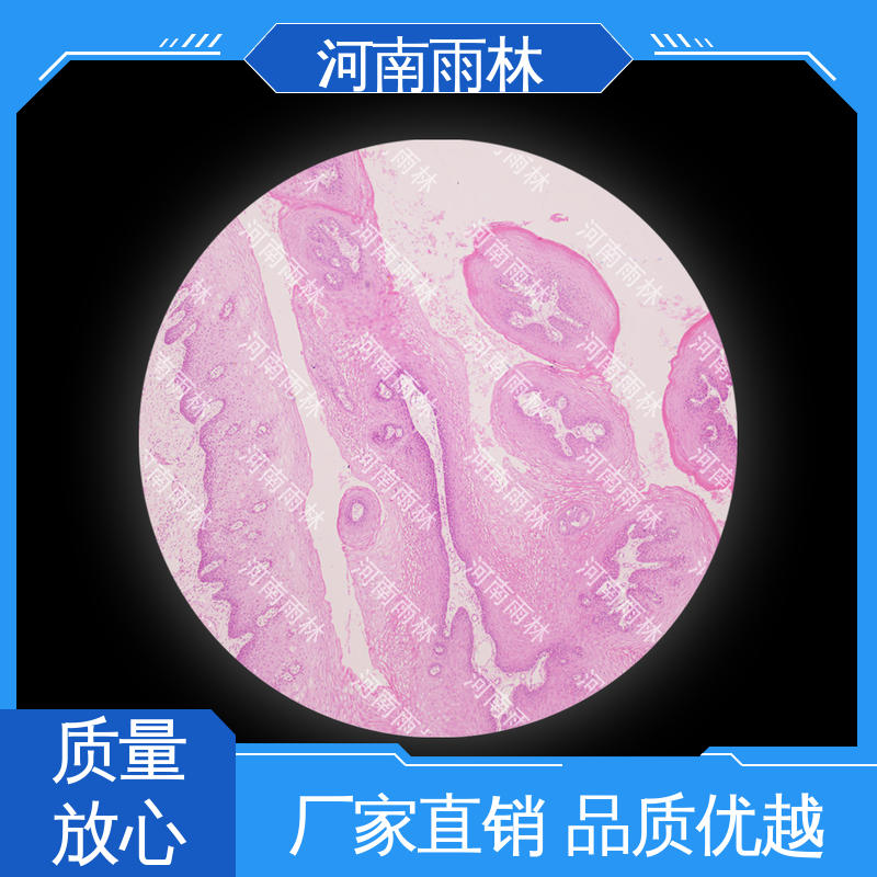 雨林教育工程 可定制 显微切片 个性化定做 一对一质检