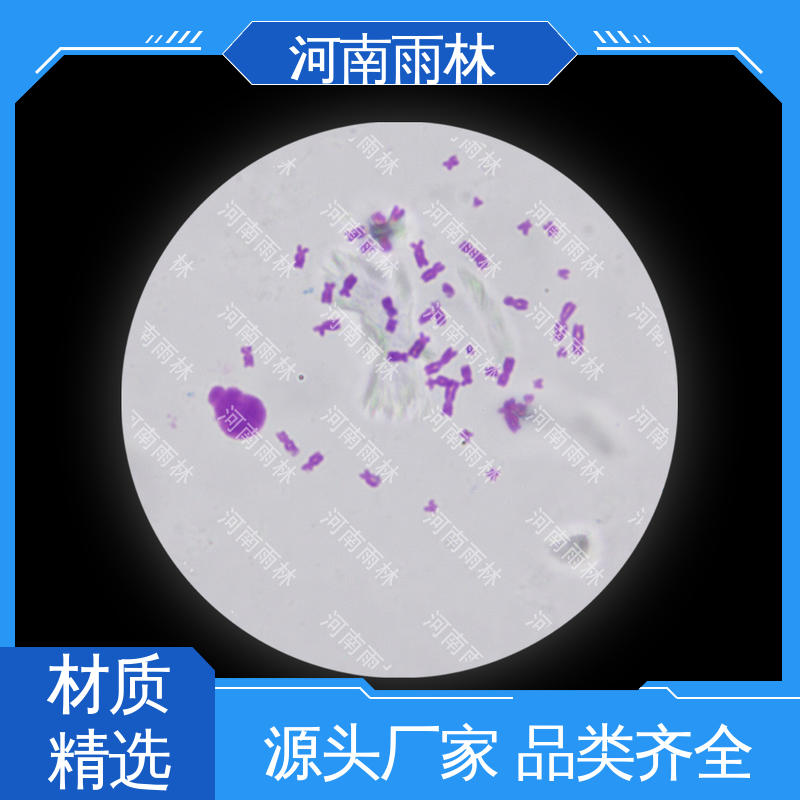 一对一 支持定制 植物标本 质量保障 雨林教育工程
