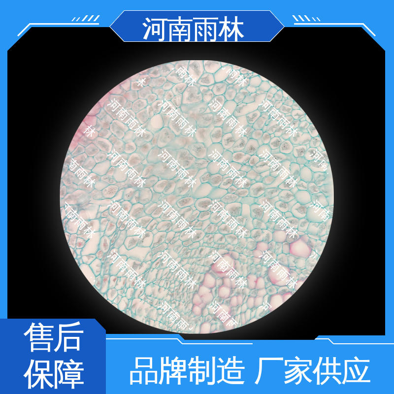 雨林教育 实验标本 个性化定做 售后无忧 质量保障