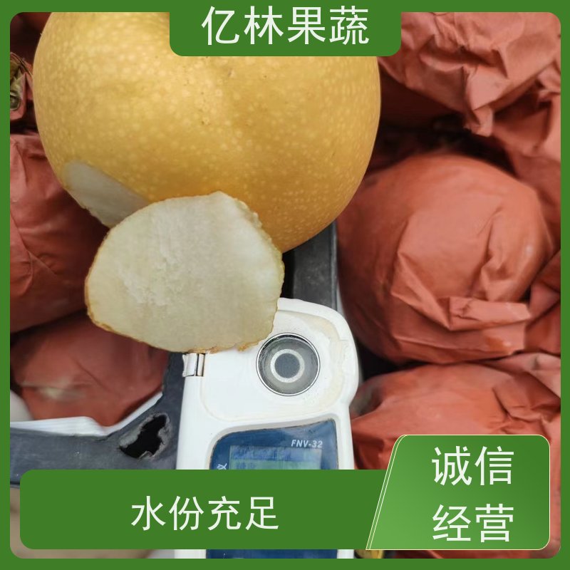 亿林苗木 黄桃苗 三公分现挖现发 品种齐全 根系饱满成活率高