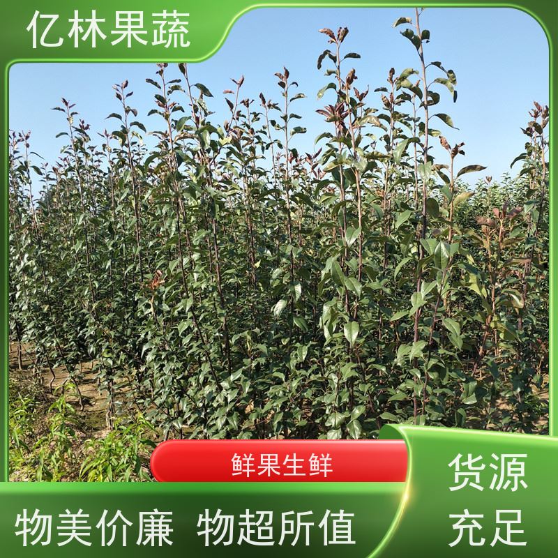 亿林苗木 黄桃苗 园林绿化果树苗 抗寒能力强 果实饱满味道好