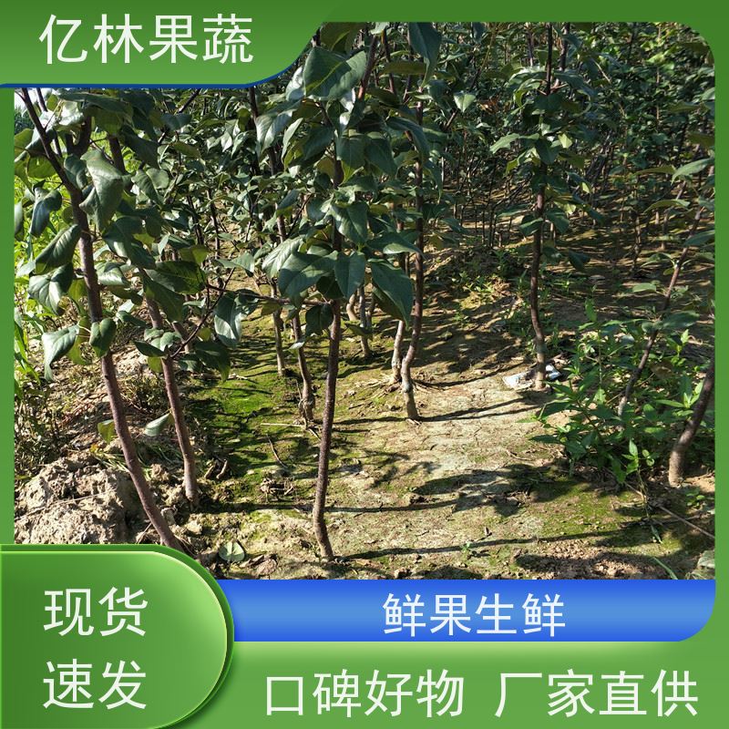 基地供应 黄桃苗 三公分现挖现发 品种齐全 易栽培桃树苗