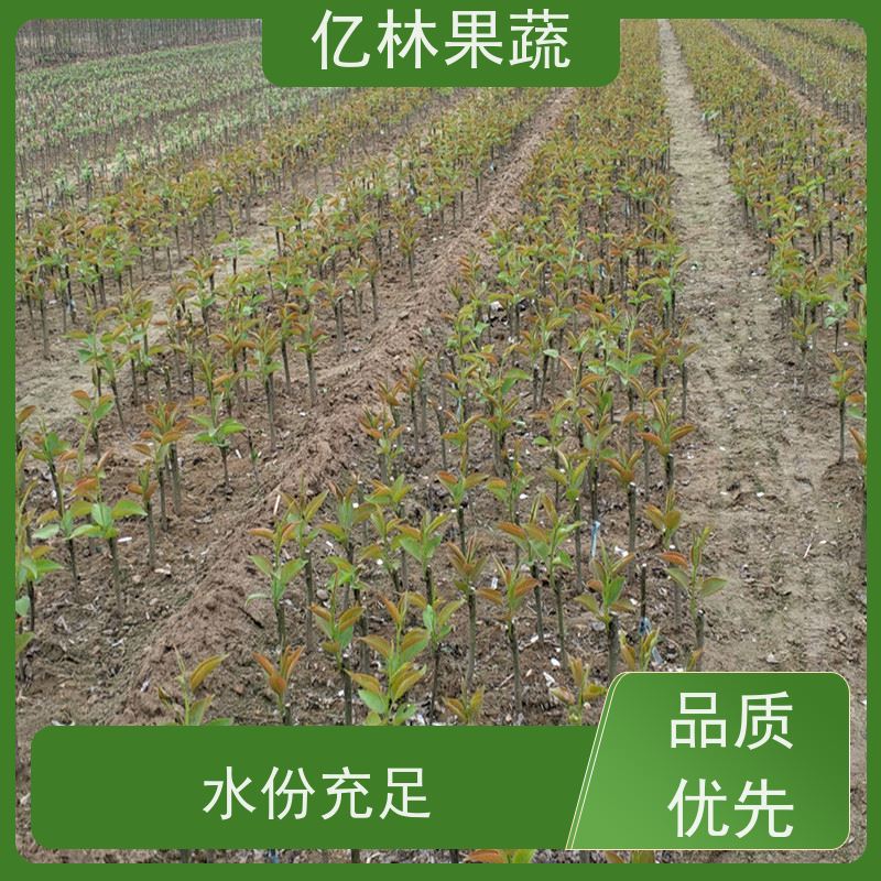 亿林苗木 冬桃苗 盆栽地栽庭院桃树苗苗 根系饱满成活率高