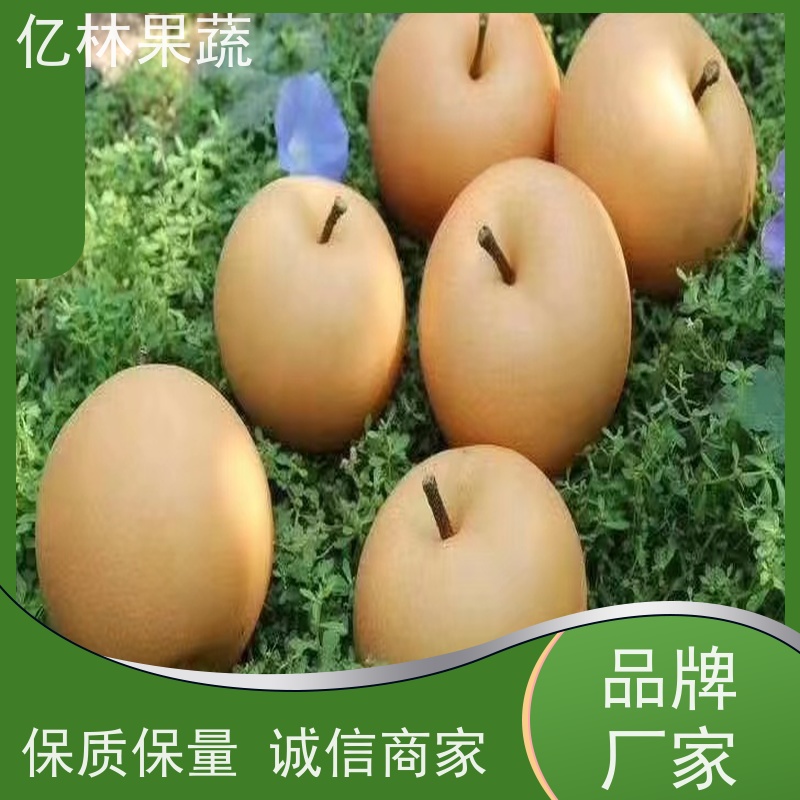 亿林苗木 丰水梨树苗 根系饱满成活率高 三公分现挖现发 品种齐全