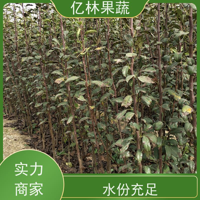 亿林苗木 桃树苗 新品种挑苗 香甜可口 根系饱满成活率高