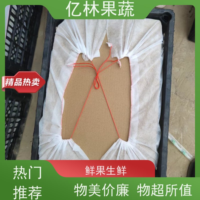 基地供应 冬桃苗 嫁接技术指导 抗寒能力强 果实饱满味道好