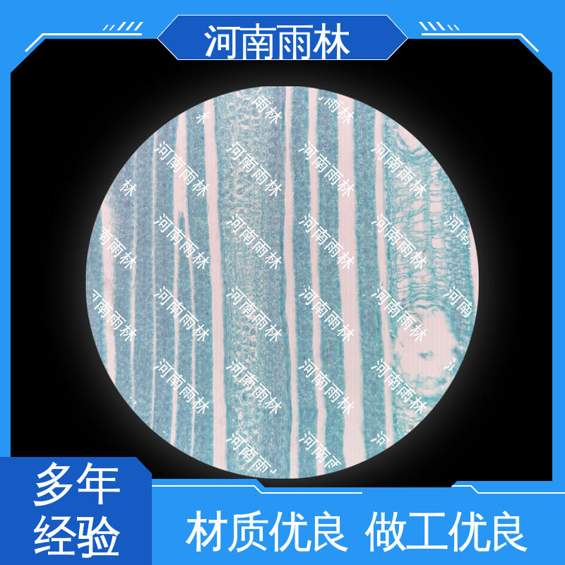 个性化定做 植物切片 品质优良 一对一 雨林教育工程