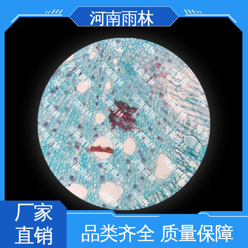 细胞清晰 支持定制 性价比高 教学切片 雨林教育工程