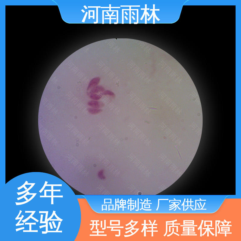 雨林教育 源头工厂 显微标本 可后期加工 颜色鲜亮