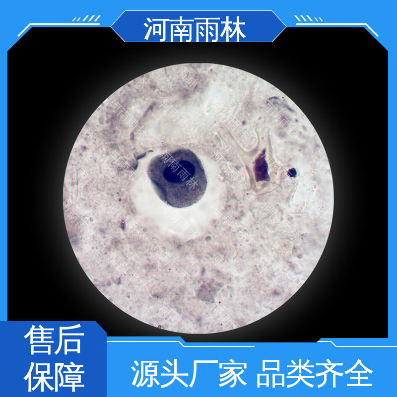细胞清晰 质量优 个性化定做 教学切片 雨林教育