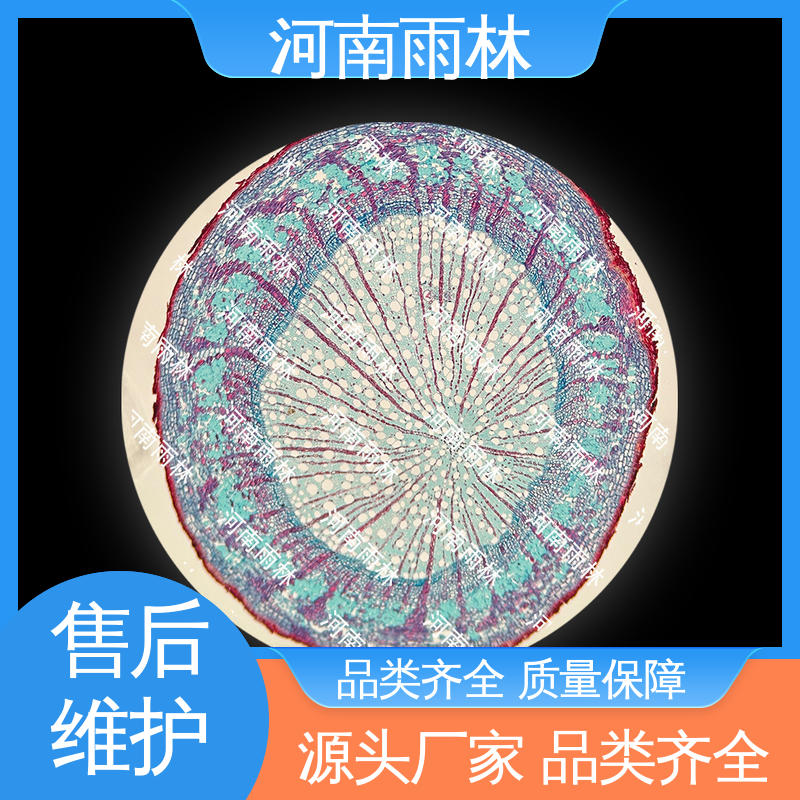 高等教育 个性化定做 一对一质检 可后期加工 雨林
