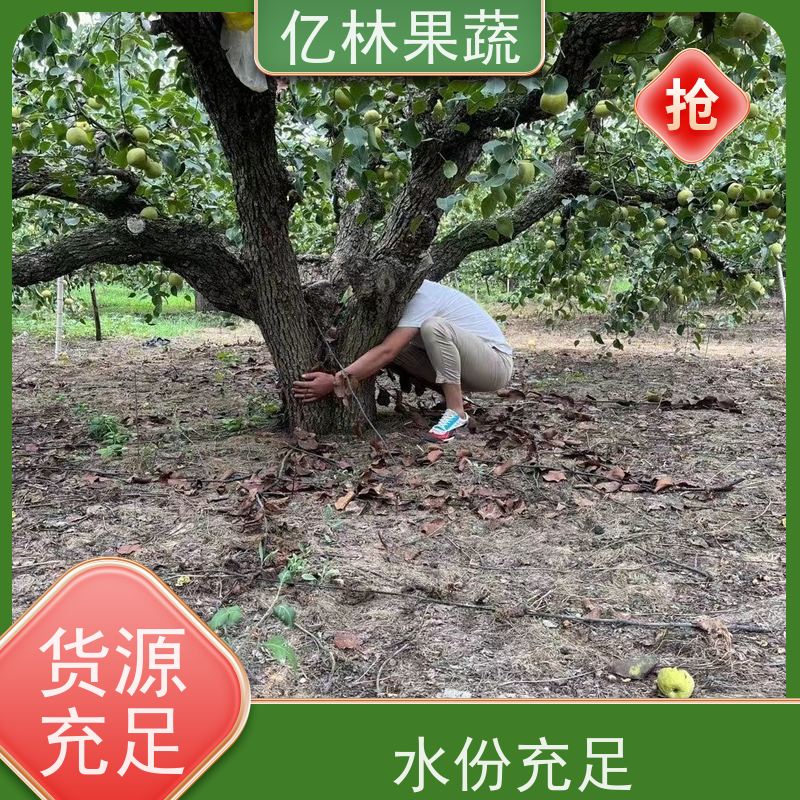 亿林苗木 中秋红梨树苗 果实饱满味道好 三公分现挖现发 品种齐全