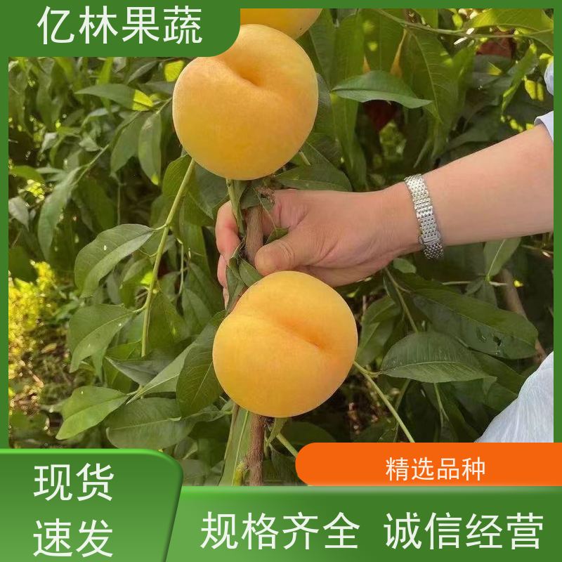 亿林苗木 成活率高 特产果树梨幼苗 中秋红梨树苗