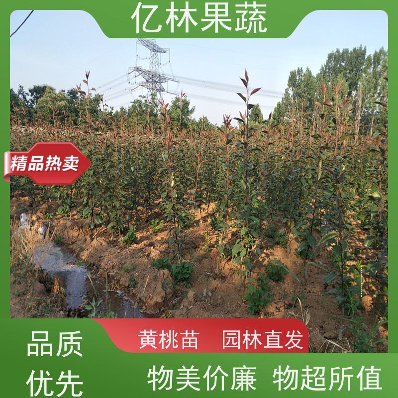 亿林苗木 红香脆梨树苗 基地直发 嫁接技术指导 抗寒能力强