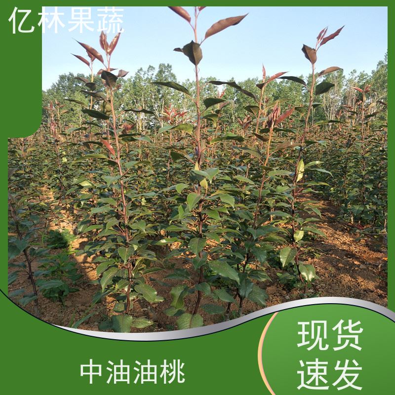 基地供应 嫁接梨树苗 果实饱满味道好 新品种梨苗 香甜可口