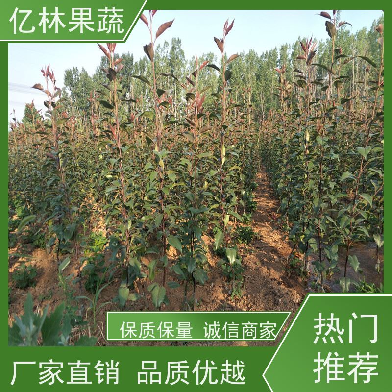基地供应 中华玉梨树苗 成活率高 新农酥梨 现挖现发