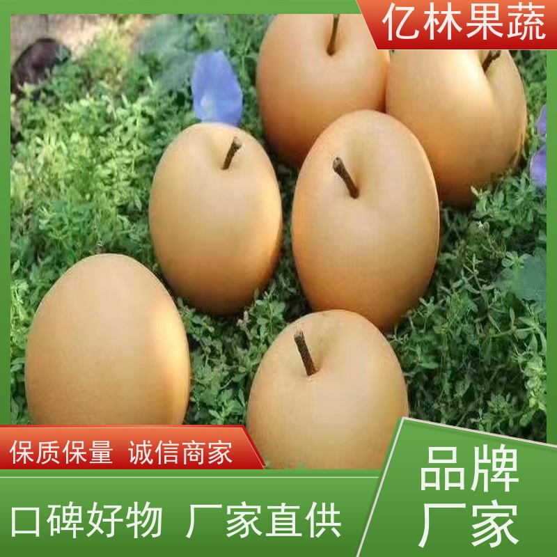 亿林苗木 黄金梨树苗 果实饱满味道好 新品种梨苗 香甜可口