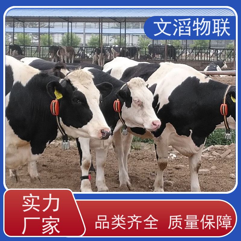 文滔物联 猪B超 宠物发情监测GPS定位计步器 供应 