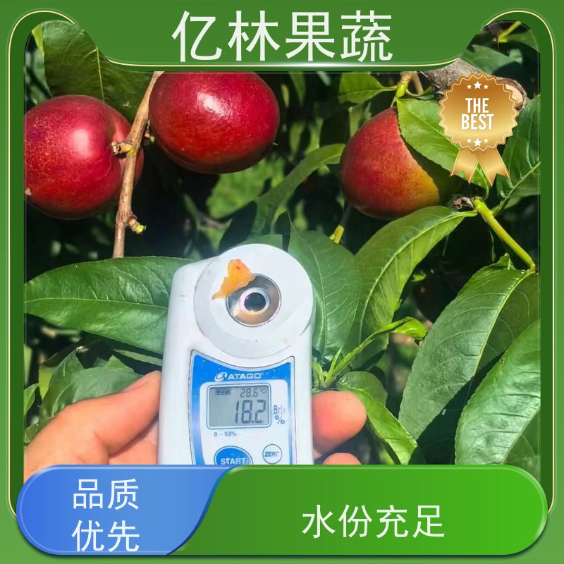 亿林苗木 成活率高 新农酥梨 现挖现发 中华玉梨树苗