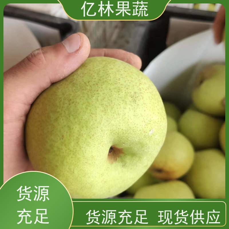 基地供应 早酥梨树苗 根系饱满成活率高 三公分现挖现发 品种齐全