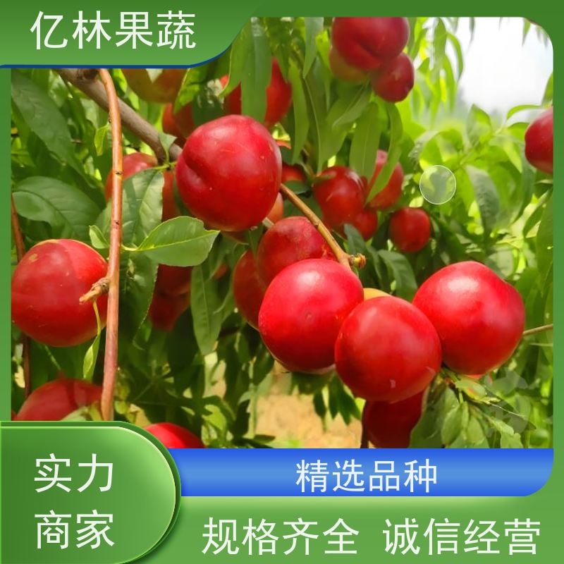 亿林苗木 基地培育 南北方种植 香酥梨果树 水晶梨树苗
