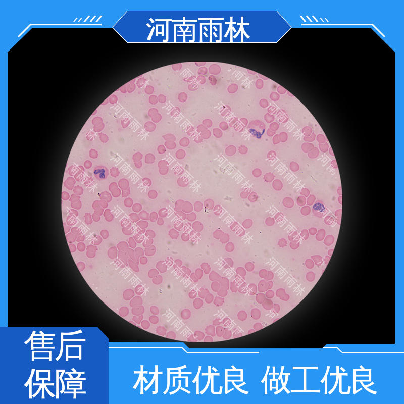 雨林教育工程 可定制 生物切片 个性化定做 一对一质检