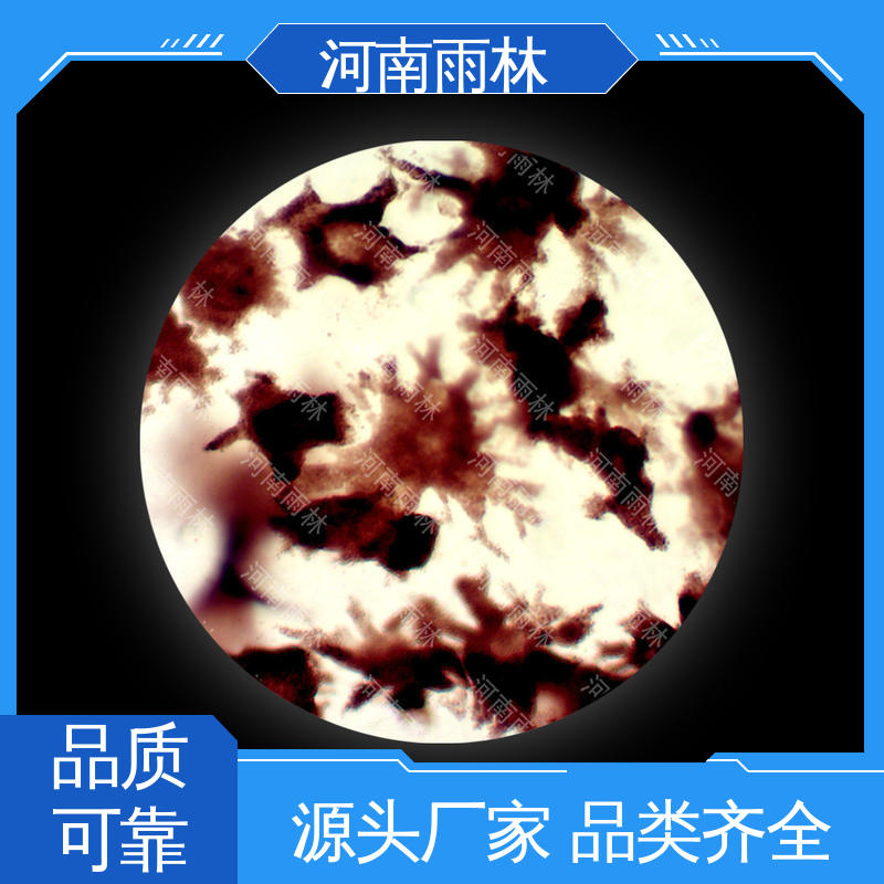 颜色鲜亮 可定制 生物切片 厂家销售 雨林教育工程